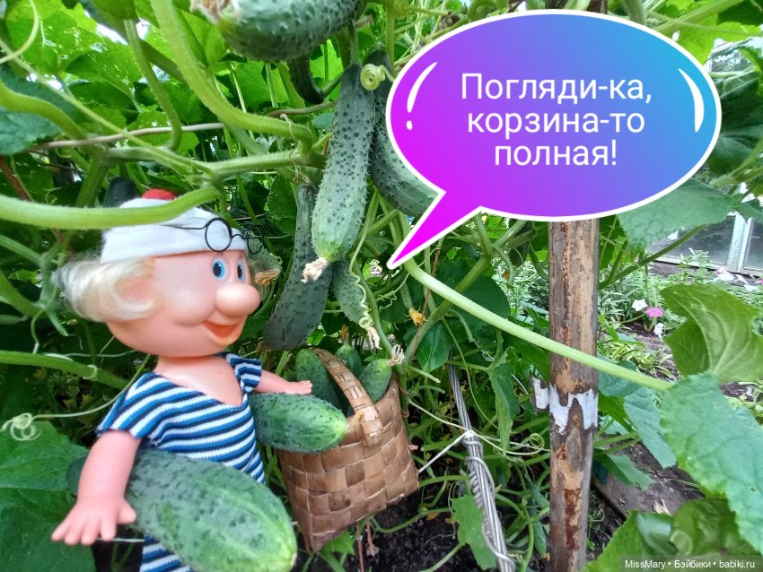 Весёлые картинки. Урожай огурцов
