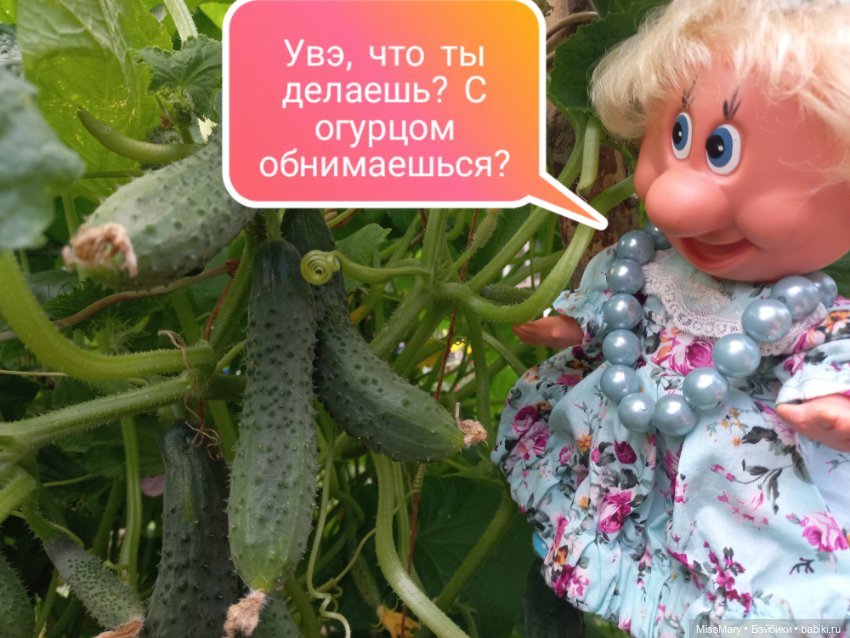 Весёлые картинки. Урожай огурцов (фото 8)