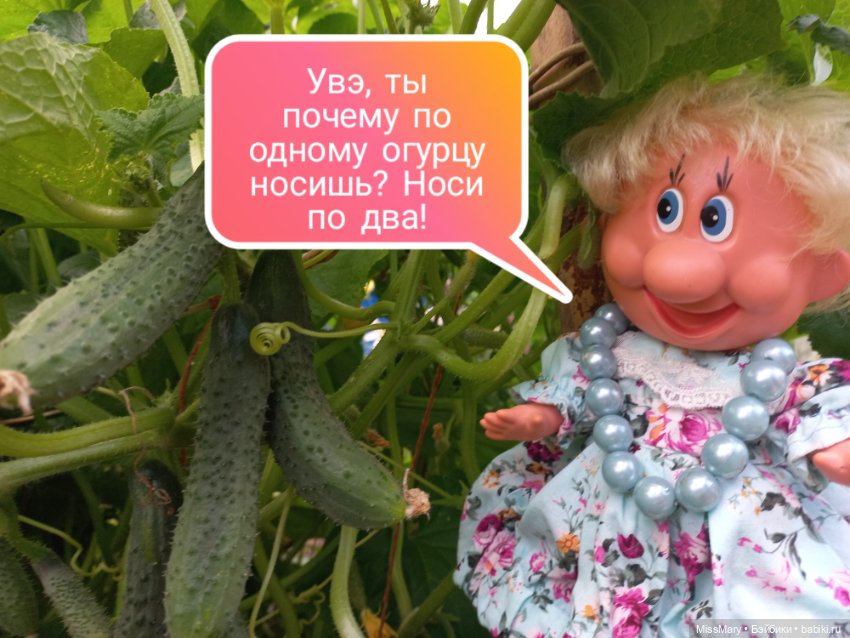 Весёлые картинки. Урожай огурцов (фото 10)