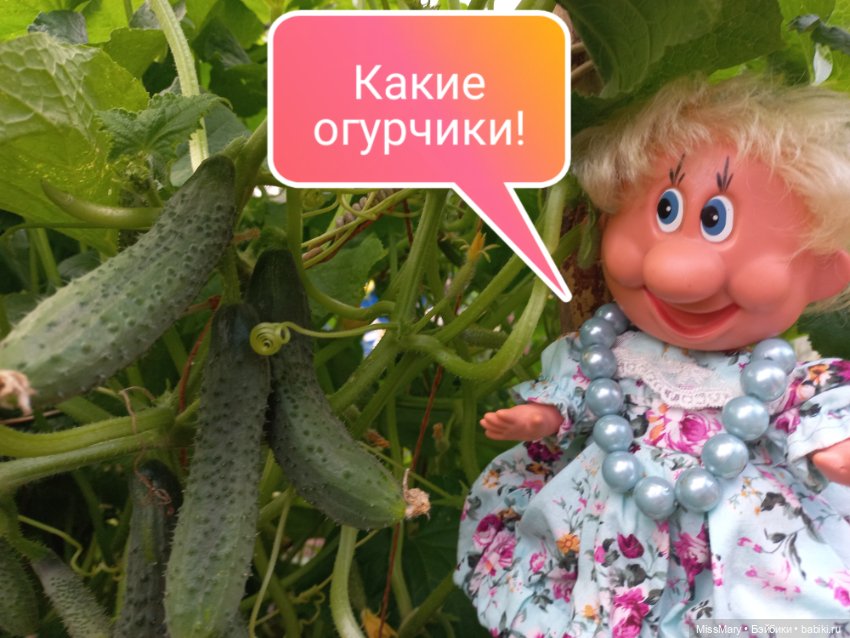 Весёлые картинки. Урожай огурцов