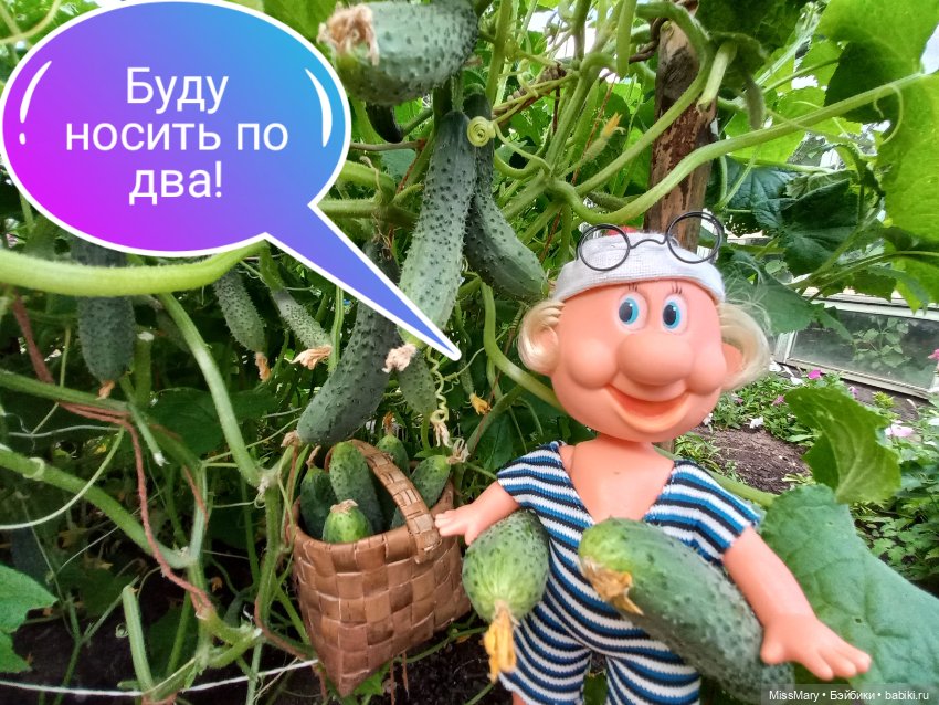 Весёлые картинки. Урожай огурцов