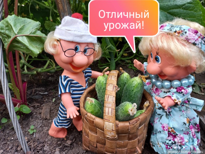 Весёлые картинки. Урожай огурцов