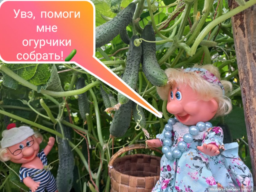 Весёлые картинки. Урожай огурцов (фото 4)