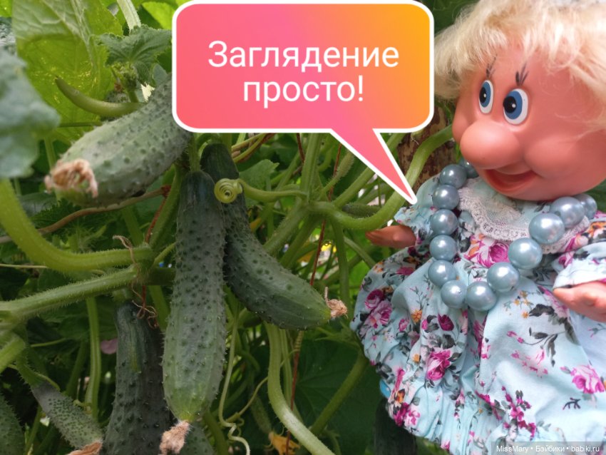 Весёлые картинки. Урожай огурцов (фото 3)