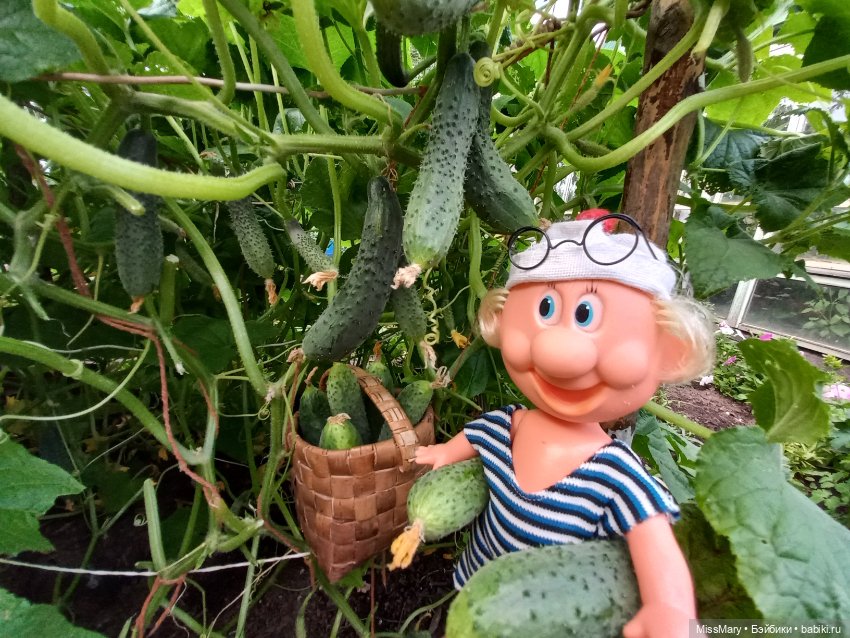 Весёлые картинки. Урожай огурцов