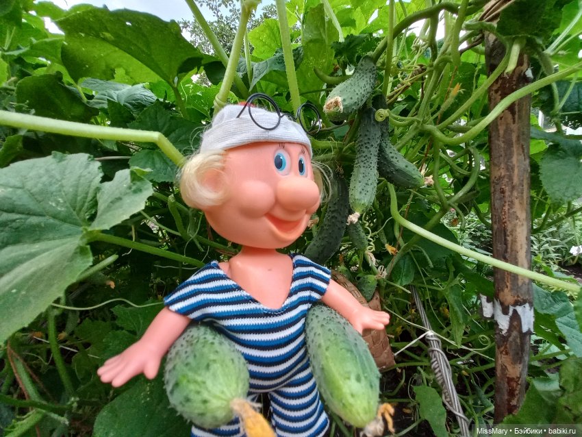 Весёлые картинки. Урожай огурцов