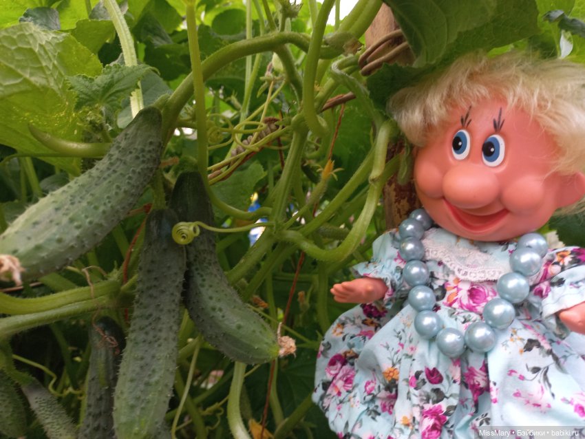 Весёлые картинки. Урожай огурцов (фото 2)