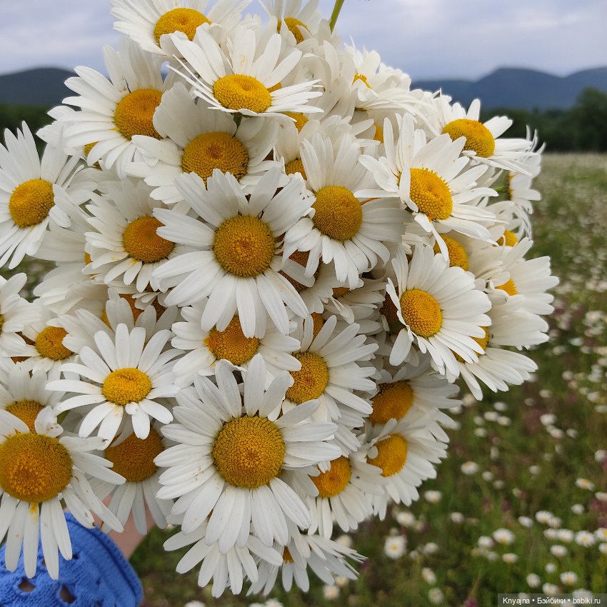 Маково-ромашковая прогулка Руби Ред Бейли (фото 3)