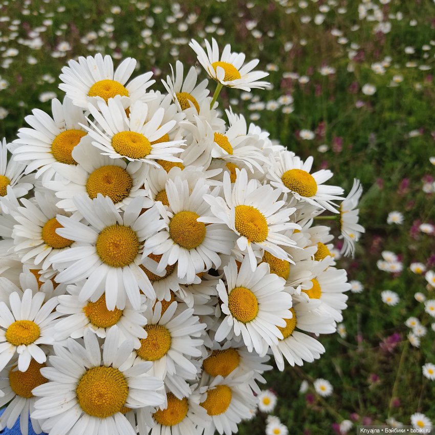 Маково-ромашковая прогулка Руби Ред Бейли (фото 5)