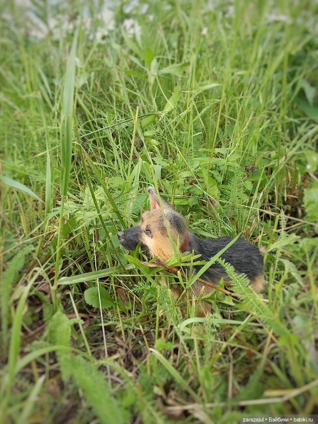 Новый защитник и друг — Текстильные игрушки и примитивы: кофейные (фото 2)