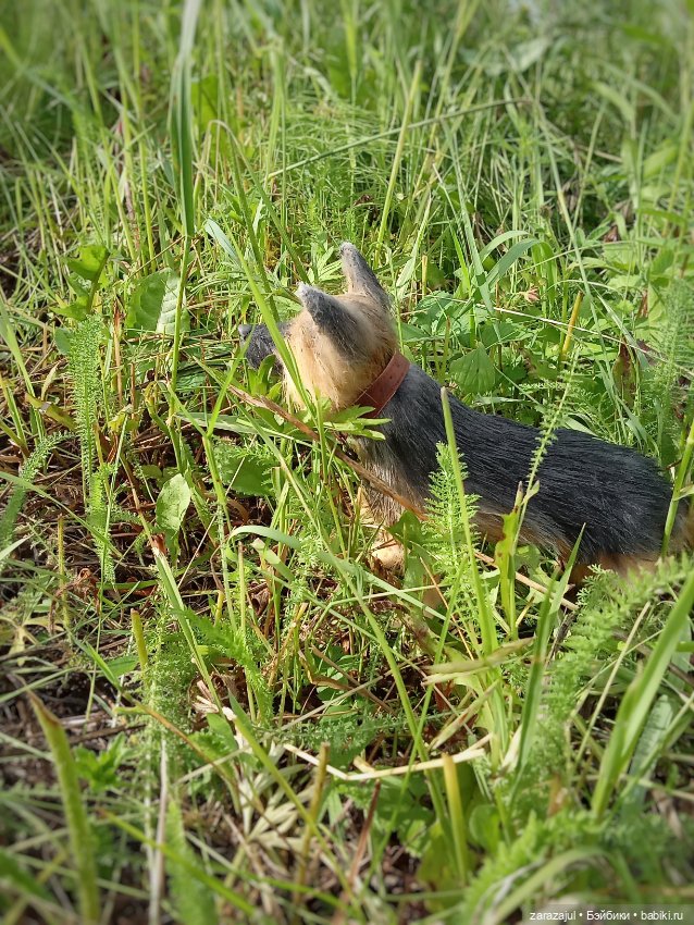 Новый защитник и друг — Текстильные игрушки и примитивы: кофейные