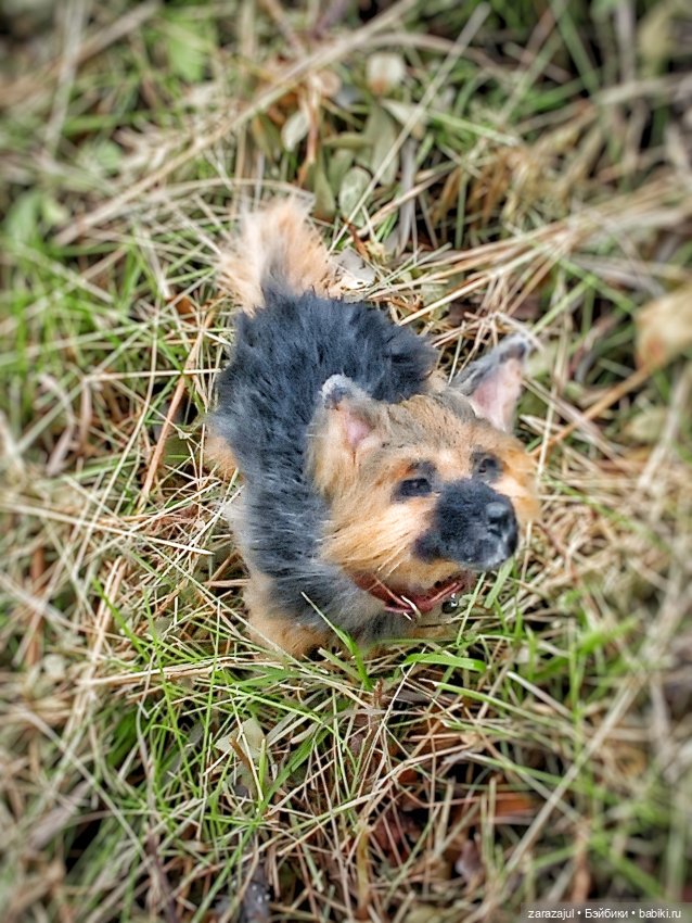 Его зовут Грей — Текстильные игрушки и примитивы: кофейные (фото 2)