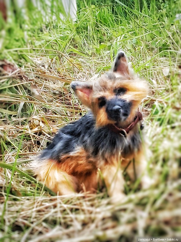 Его зовут Грей — Текстильные игрушки и примитивы: кофейные