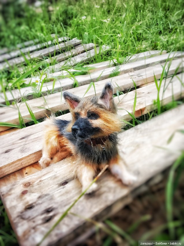 Его зовут Грей — Текстильные игрушки и примитивы: кофейные (фото 6)