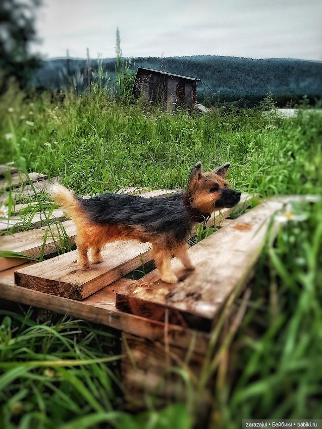 Его зовут Грей — Текстильные игрушки и примитивы: кофейные (фото 7)