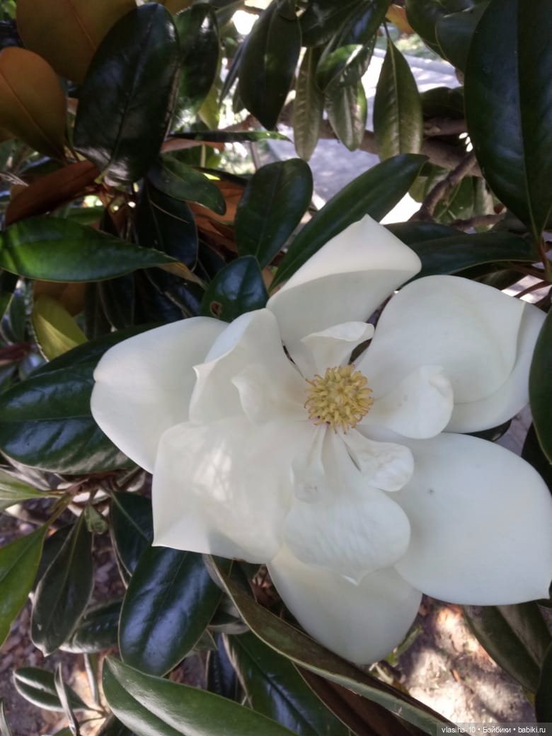 Как Гоша отдохнул на море