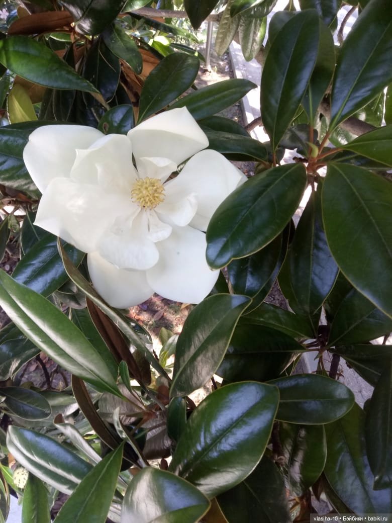 Как Гоша отдохнул на море