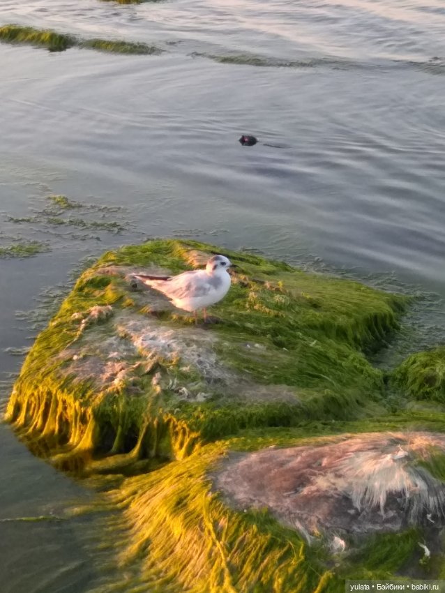 О, море, море! Часть2 — Домашние фото авторских игрушек: Тедди (фото 9)