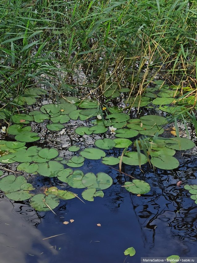 Очарование парка Монрепо — Туризм и путешествия: фотоотчеты из поездок