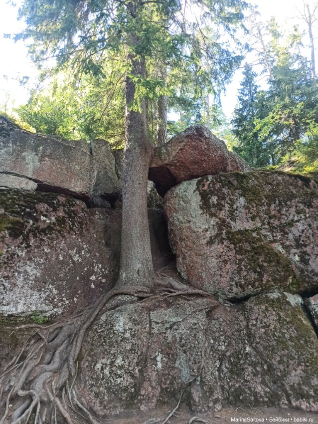 Очарование парка Монрепо — Туризм и путешествия: фотоотчеты из поездок (фото 5)