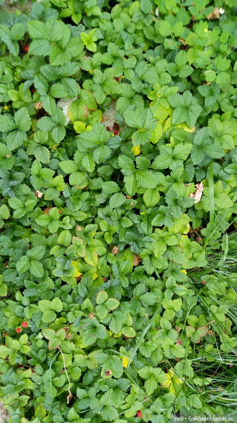 Фото Хантера ЭАХ, во дворе (фото 5)