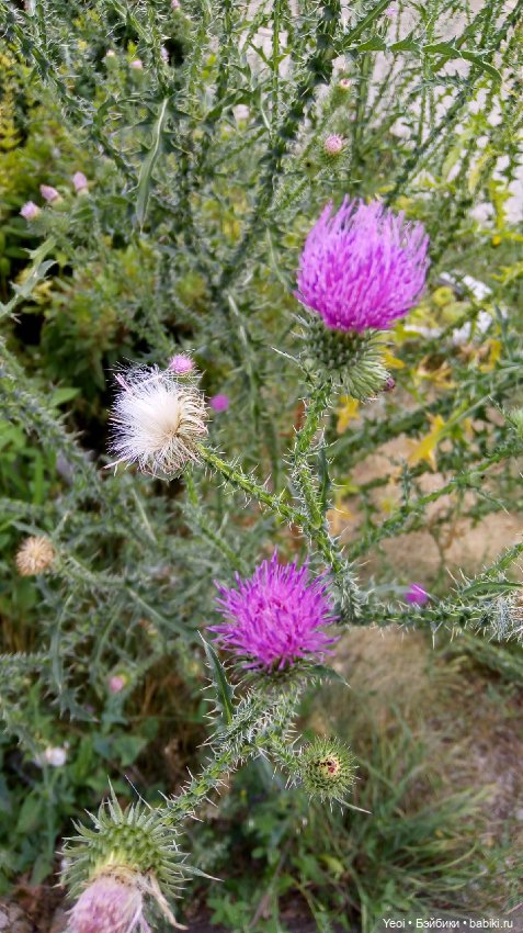 Фото Хантера ЭАХ, во дворе (фото 2)