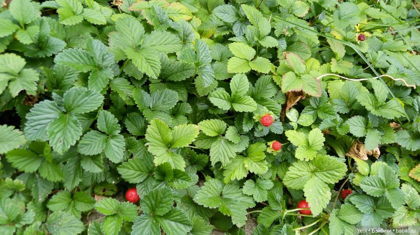 Фото Хантера ЭАХ, во дворе (фото 6)