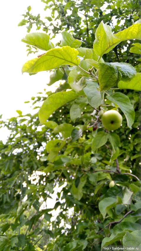 Фото Хантера ЭАХ, во дворе