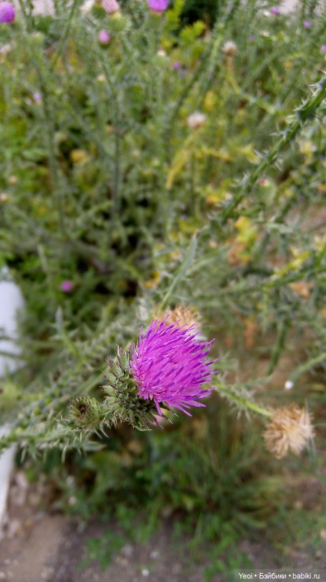 Фото Хантера ЭАХ, во дворе