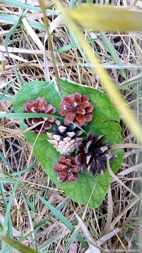 Фото Хантера ЭАХ, во дворе