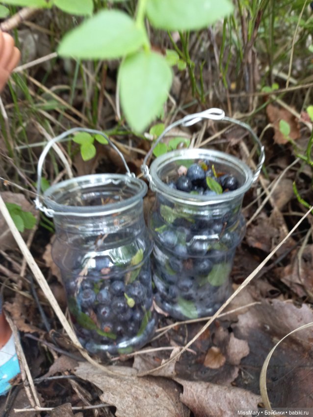 Весёлые картинки. В лес по ягоды. Часть 1