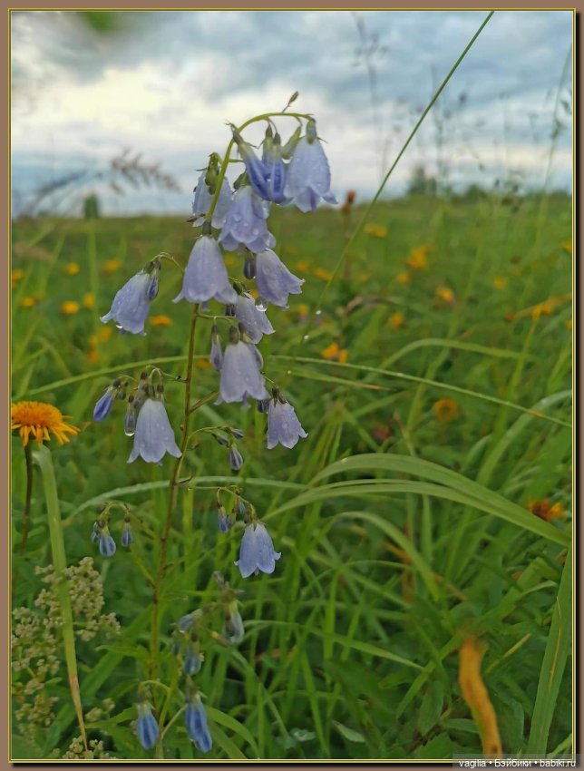 Вечерняя рыбалка — Болталка и разговоры обо всем: жизнь