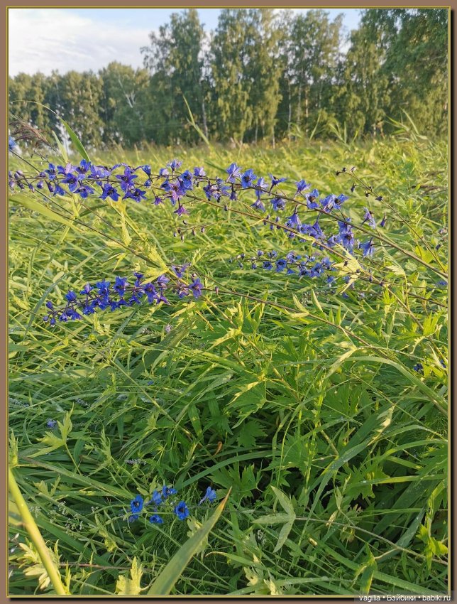 Вечерняя рыбалка — Болталка и разговоры обо всем: жизнь