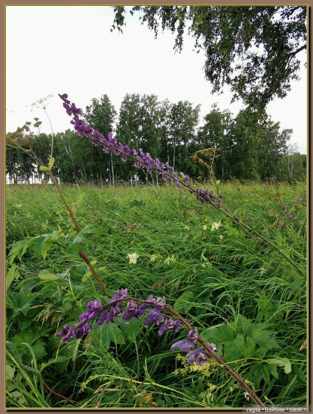 Вечерняя рыбалка — Болталка и разговоры обо всем: жизнь