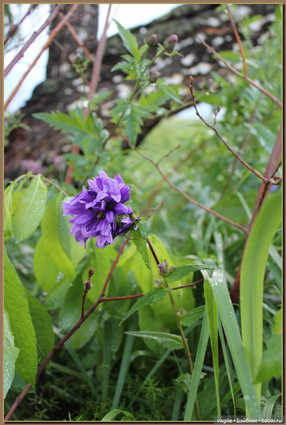 Вечерняя рыбалка — Болталка и разговоры обо всем: жизнь