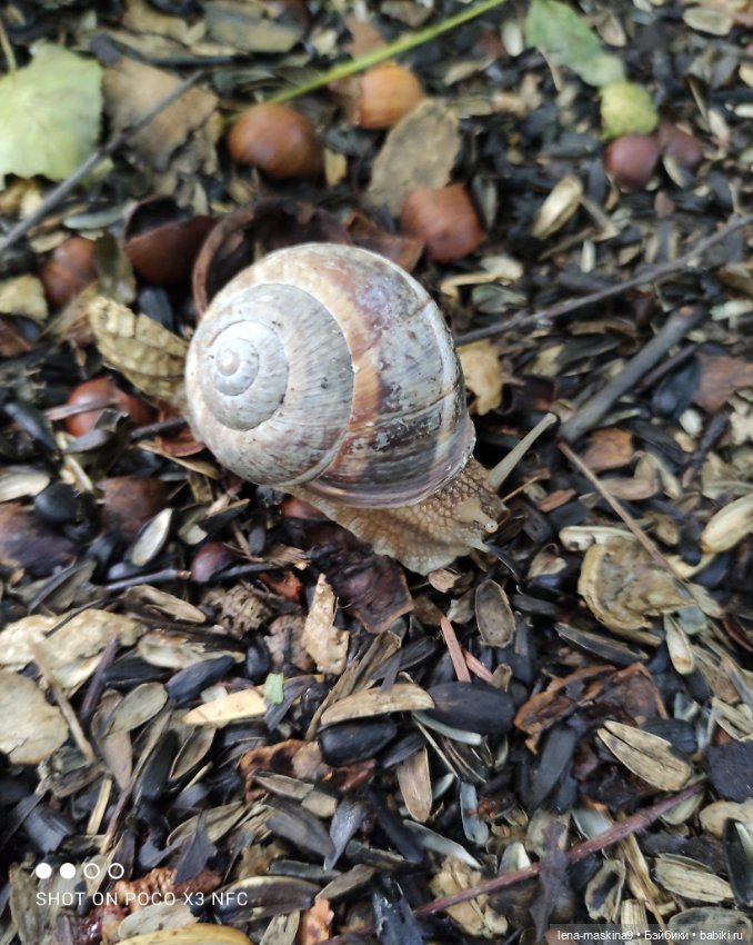 После дождика в лесу — Интересные игрушки и фигурки (разное): редкие