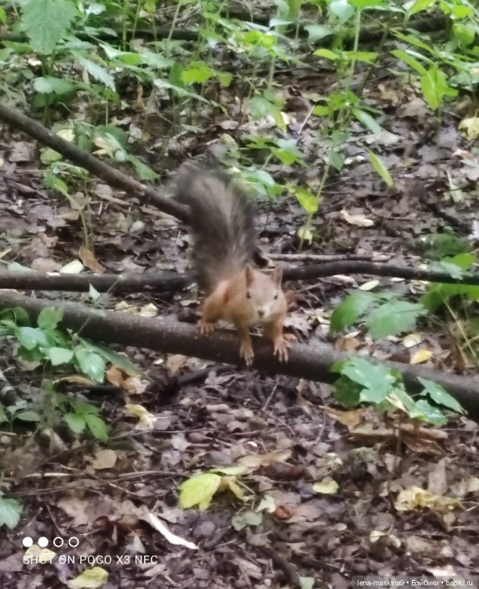 После дождика в лесу — Интересные игрушки и фигурки (разное): редкие