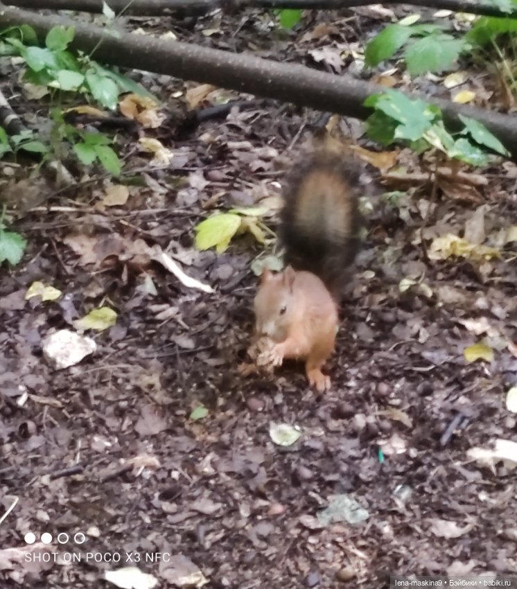 После дождика в лесу — Интересные игрушки и фигурки (разное): редкие (фото 8)