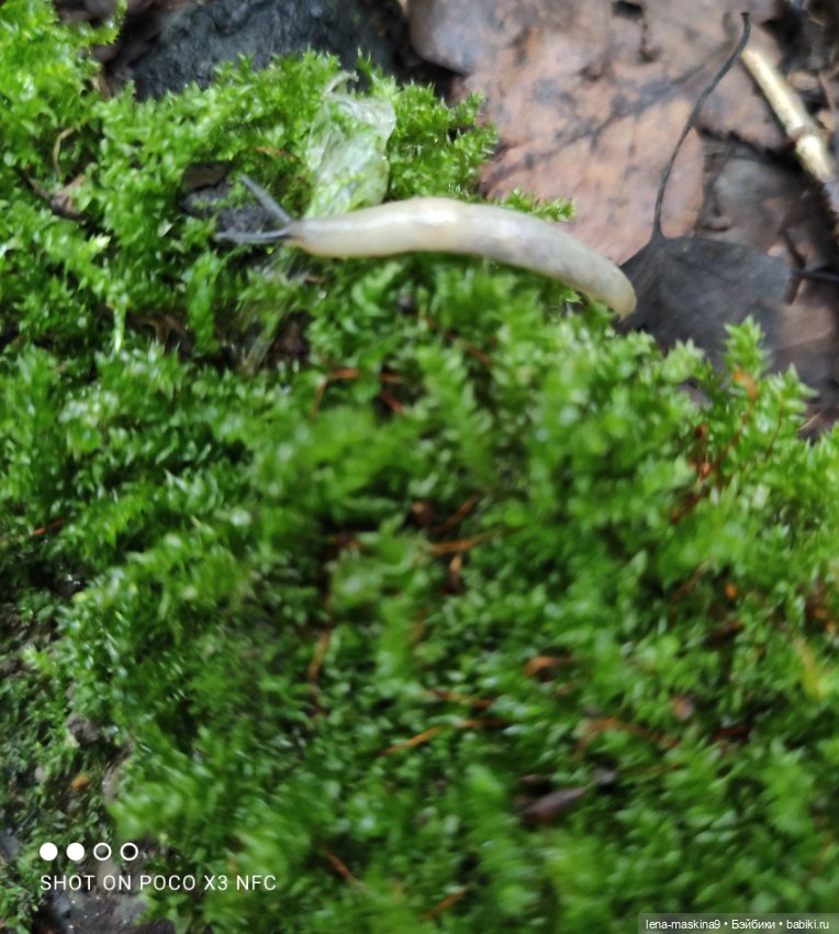 После дождика в лесу — Интересные игрушки и фигурки (разное): редкие