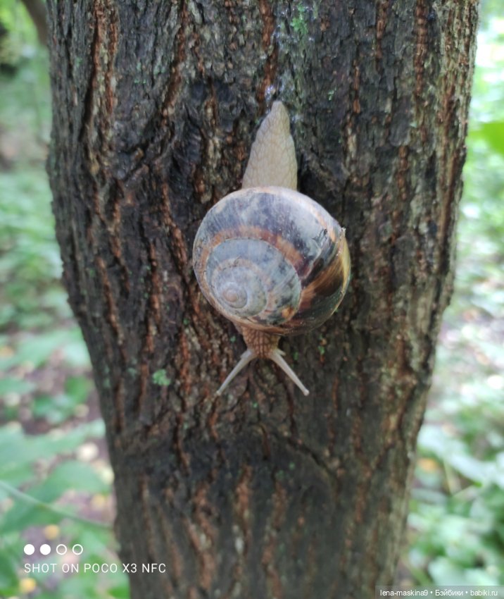 После дождика в лесу — Интересные игрушки и фигурки (разное): редкие