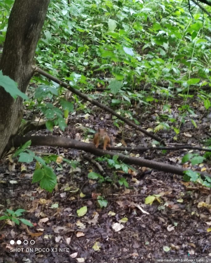 После дождика в лесу — Интересные игрушки и фигурки (разное): редкие