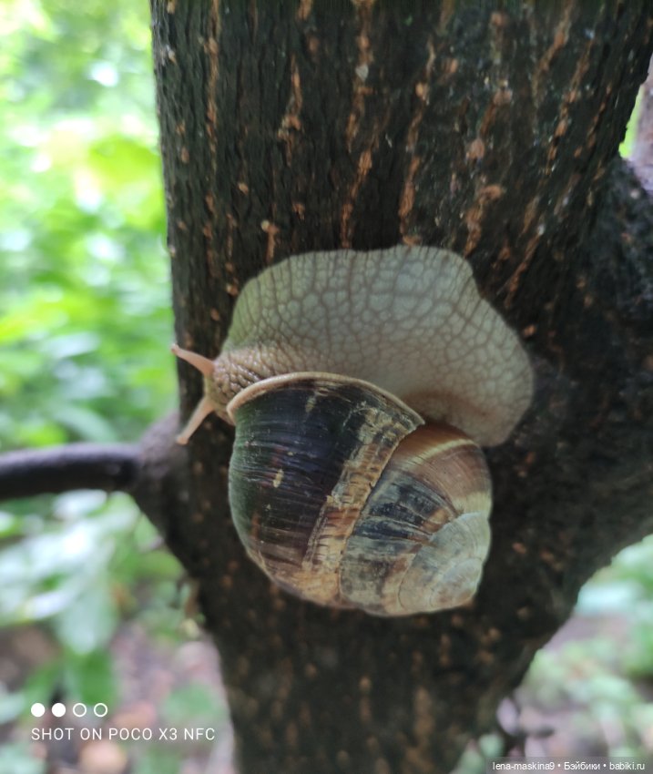 После дождика в лесу — Интересные игрушки и фигурки (разное): редкие