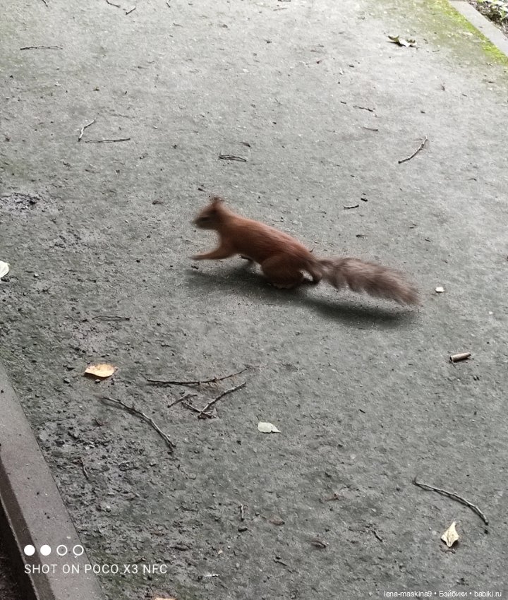 После дождика в лесу — Интересные игрушки и фигурки (разное): редкие