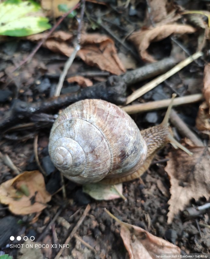 После дождика в лесу — Интересные игрушки и фигурки (разное): редкие