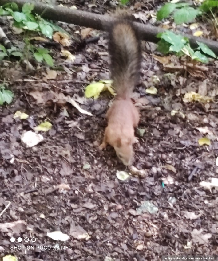 После дождика в лесу — Интересные игрушки и фигурки (разное): редкие (фото 9)