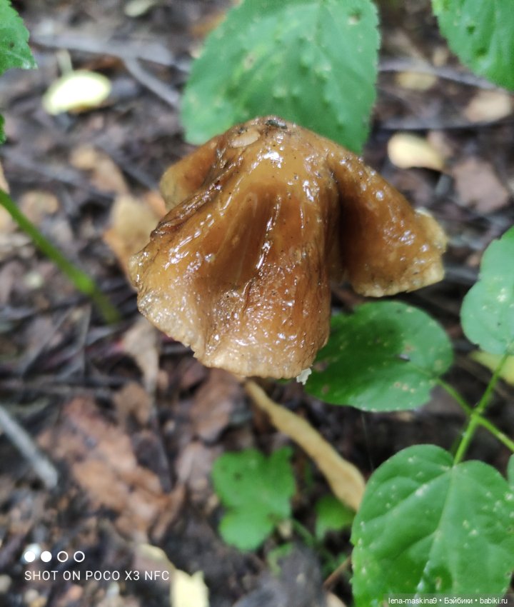 После дождика в лесу — Интересные игрушки и фигурки (разное): редкие