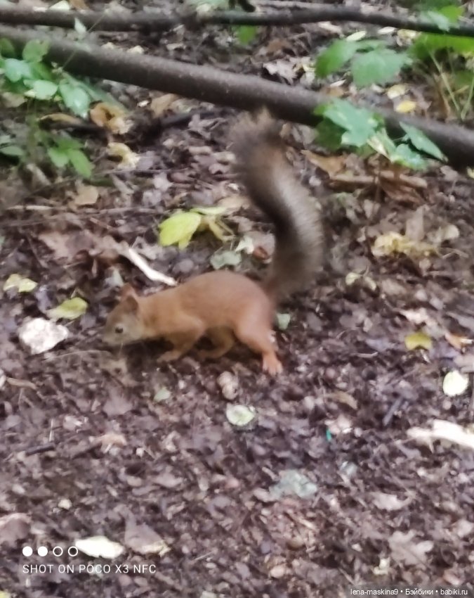 После дождика в лесу — Интересные игрушки и фигурки (разное): редкие (фото 7)