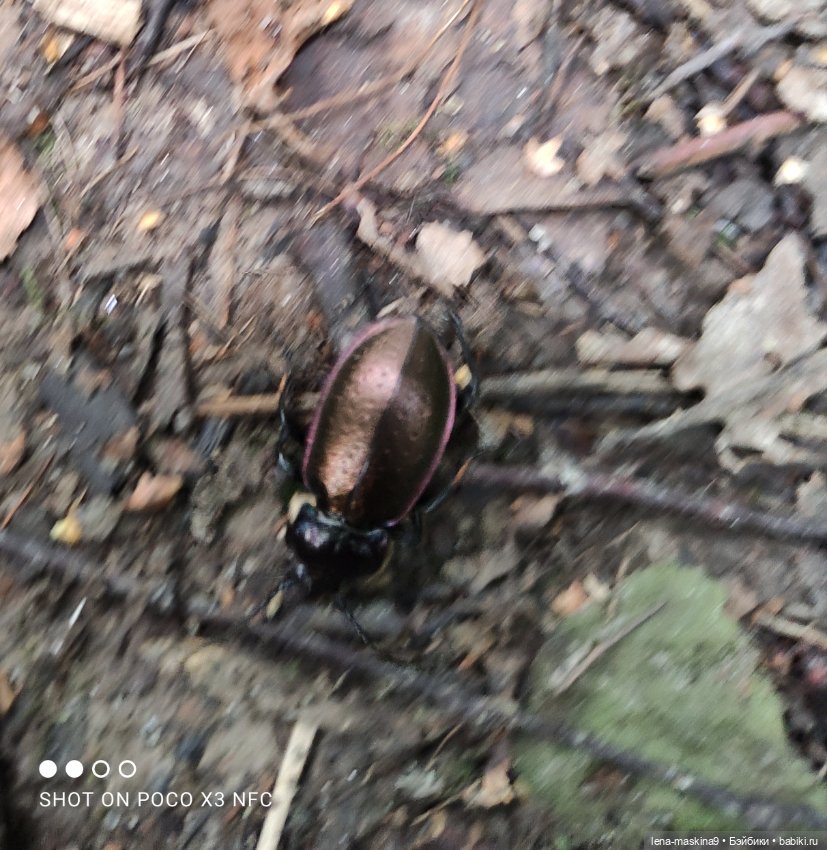 После дождика в лесу — Интересные игрушки и фигурки (разное): редкие