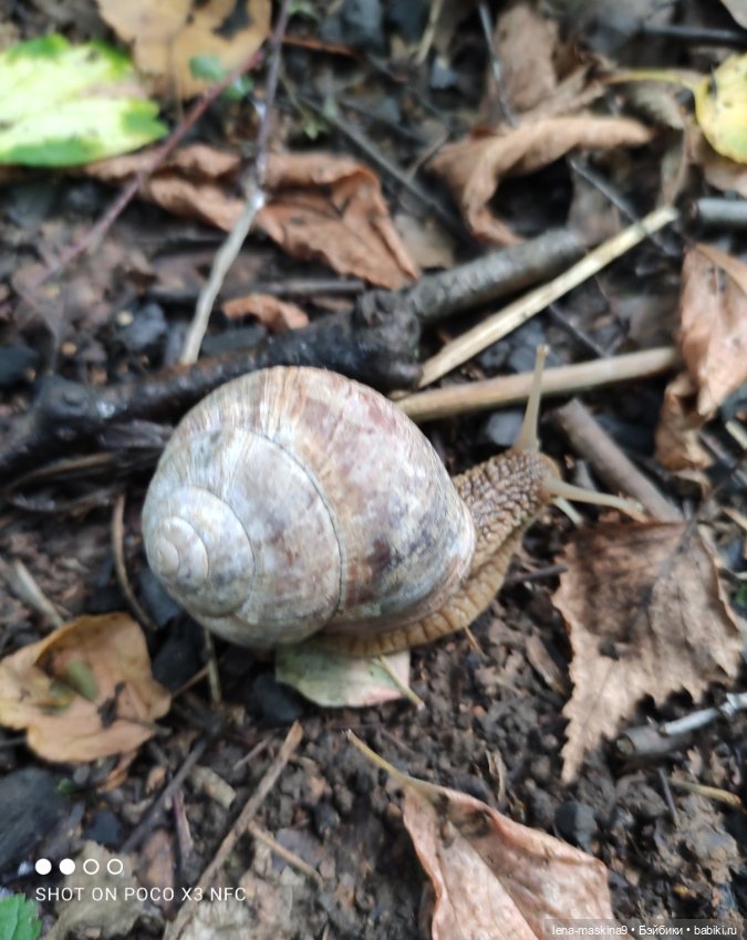 После дождика в лесу — Интересные игрушки и фигурки (разное): редкие