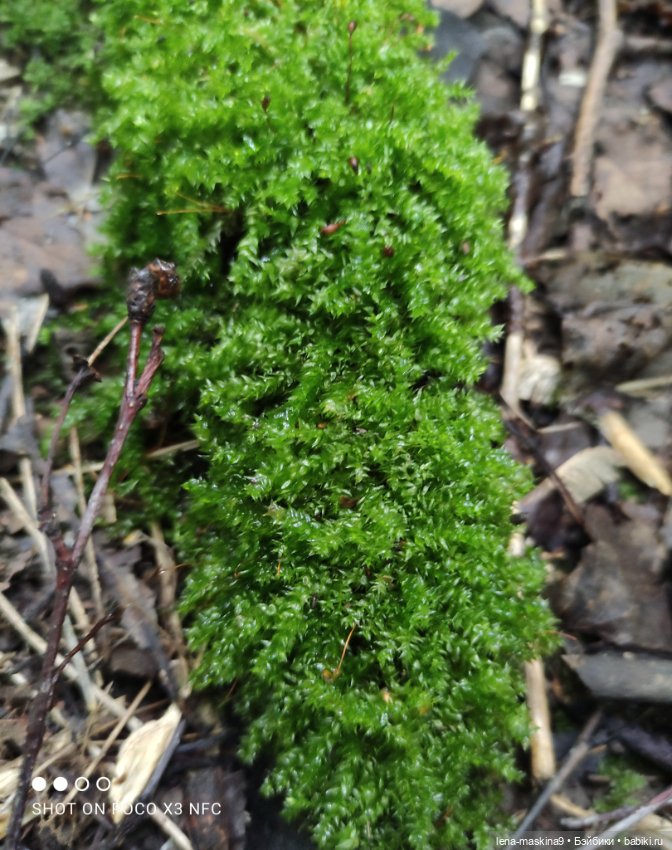 После дождика в лесу — Интересные игрушки и фигурки (разное): редкие